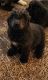 Newfoundland Dog Puppies for sale in Brookville, IN 47012, USA. price: $1,200