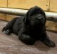 Newfoundland Dog Puppies for sale in Hamilton, NY 13346, USA. price: $2,200