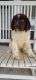 Newfoundland Dog Puppies for sale in Tilton, Illinois. price: $2,500