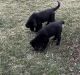 Newfoundland Dog Puppies for sale in Greenwood, Indiana. price: $700