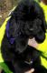 Newfoundland Dog Puppies for sale in Hesperia, Michigan. price: $1,500