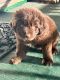 Newfoundland Dog Puppies for sale in Wellston, Ohio. price: $75,000