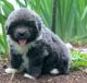 Newfoundland Dog Puppies for sale in Boise, ID, USA. price: NA