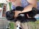 Newfoundland Dog Puppies for sale in Midland, TX, USA. price: NA