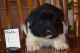 Newfoundland Dog Puppies for sale in Tetonia, ID, USA. price: NA