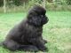 Newfoundland Dog Puppies for sale in New York, NY, USA. price: $400