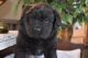 Newfoundland Dog Puppies for sale in Sugar City, ID, USA. price: NA