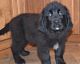 Newfoundland Dog Puppies for sale in Sugar City, ID, USA. price: NA