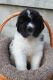 Newfoundland Dog Puppies for sale in Davison, MI 48423, USA. price: NA