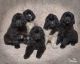 Newfoundland Dog Puppies for sale in Hiram, ME, USA. price: NA