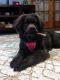 Newfoundland Dog Puppies for sale in Cicero, NY, USA. price: $400