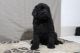 Newfoundland Dog Puppies for sale in Rockville, IN 47872, USA. price: NA