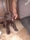 Newfoundland Dog Puppies for sale in San Leon, TX 77539, USA. price: NA