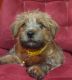 Norfolk Terrier Puppies for sale in Portland, OR, USA. price: $3,500