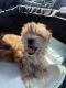 Norfolk Terrier Puppies for sale in Northridge, Los Angeles, CA, USA. price: NA