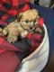 Norfolk Terrier Puppies for sale in Jackson, TN, USA. price: $1,000