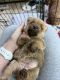 Norfolk Terrier Puppies for sale in Littleton, CO, USA. price: NA