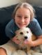 Norfolk Terrier Puppies for sale in Little Elm, Texas. price: $40