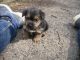Norfolk Terrier Puppies for sale in Abilene, Houston, TX 77020, USA. price: NA