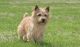 Norfolk Terrier Puppies for sale in Speedway, Austin, TX, USA. price: NA