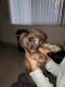 Norfolk Terrier Puppies for sale in Stockton, CA, USA. price: $250