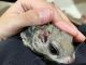 Northern flying squirrel Rodents