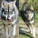 Northern Inuit Dog Puppies for sale in New York State Thruway, Scarsdale, NY 10583, USA. price: NA