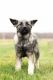 Norwegian Elkhound Puppies for sale in Mentone, IN 46539, USA. price: $600