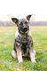 Norwegian Elkhound Puppies for sale in Mentone, IN 46539, USA. price: $800