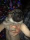 Norwegian Elkhound Puppies for sale in Redding, CA, USA. price: $750