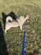 Norwegian Elkhound Puppies for sale in Weldon, IA 50264, USA. price: $600