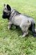 Norwegian Elkhound Puppies for sale in Ashtabula, OH 44004, USA. price: $950