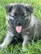 Norwegian Elkhound Puppies for sale in Sublette, IL 61367, USA. price: NA