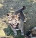 Norwegian Elkhound Puppies for sale in Amboy, WA, USA. price: $500