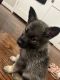 Norwegian Elkhound Puppies for sale in Fayetteville, NC, USA. price: $1,000