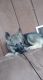 Norwegian Elkhound Puppies for sale in Port Washington, OH 43837, USA. price: $275