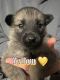 Norwegian Elkhound Puppies for sale in Redding, CA, USA. price: $120,000