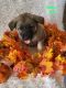 Norwegian Elkhound Puppies for sale in Cambridge, OH 43725, USA. price: $500