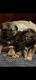 Norwegian Elkhound Puppies for sale in Scranton, PA, USA. price: NA