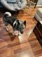 Norwegian Elkhound Puppies for sale in Yorba Linda, California. price: NA