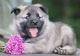 Norwegian Elkhound Puppies for sale in Houston, TX, USA. price: NA