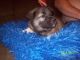 Norwegian Elkhound Puppies for sale in Jackson Center, PA 16133, USA. price: $600