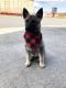 Norwegian Elkhound Puppies for sale in Seattle, WA, USA. price: NA