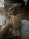 Norwich Terrier Puppies for sale in Trenton, NJ 08638, USA. price: NA