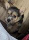 Norwich Terrier Puppies for sale in Rockford, Illinois. price: $4,500