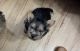 Norwich Terrier Puppies for sale in Rockford, Illinois. price: $4,500