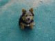 Norwich Terrier puppies for sale