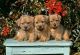 Norwich Terrier Puppies for sale in San Antonio, TX, USA. price: NA