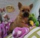 Norwich Terrier Puppies for sale in Las Vegas, NV, USA. price: NA