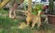 Norwich Terrier Puppies for sale in Fresno, CA, USA. price: NA